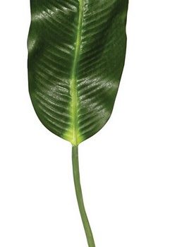 Φύλλο Μπανανίας 100cm