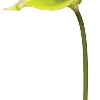 Real Touch Λουλούδι Κάλλα 32cm