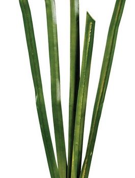 Φύλλα Μπουκέτο 122cm