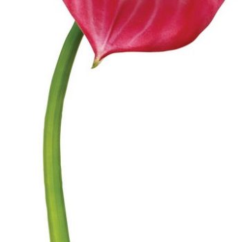 Real Touch Λουλούδι Κάλλα Μεγάλη 98cm