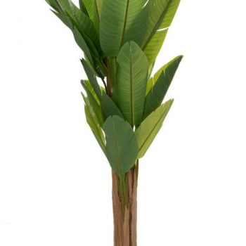 Φυτό Μπανανιά Με 20 Φύλλα Σε Πλαστική Γλάστρα 210cm