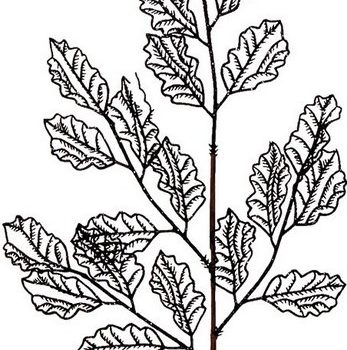 Μάυρο Χριστουγεννιάτικο Διακοσμητικό Κλαδί 29 x 66(h)cm