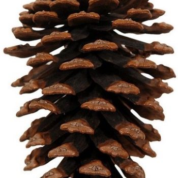 Κρεμαστό Χριστουγεννιάτικο Κουκουνάρι 8 x 11cm