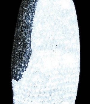 1800Led 3D Φωτιζόμενος Ακρυλικός Πιγκουίνος Με Μετασχηματιστή Ip44,120(Η)cm